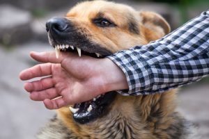 Atlantic County Dog Bite Injury Lawyers