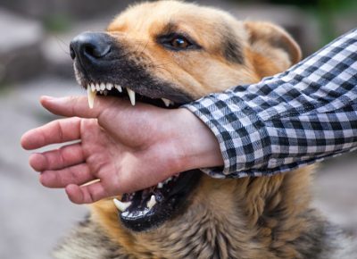 Atlantic County Dog Bite Injury Lawyers