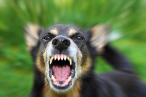 Cumberland County Dog Bite Injury Lawyers