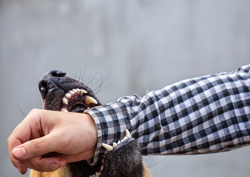 Cape May County Dog Bite Injury Lawyers