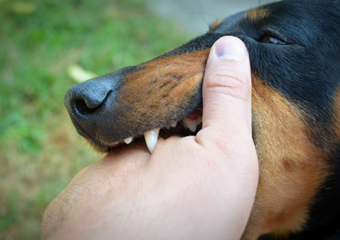 Cape May County Dog Bite Injury Lawyers