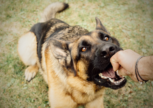 Cumberland County Dog Bite Injury Lawyers